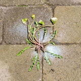 Wipe Out Ready-to-Use Total Weed & Grass Killer, Herbicide Sprayer, 1-L